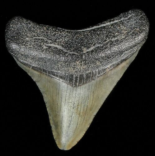 Juvenile Megalodon Tooth #69322